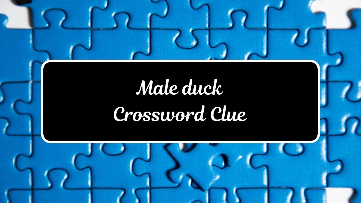 Male duck NYT Crossword Clue Answer on July 17, 2024