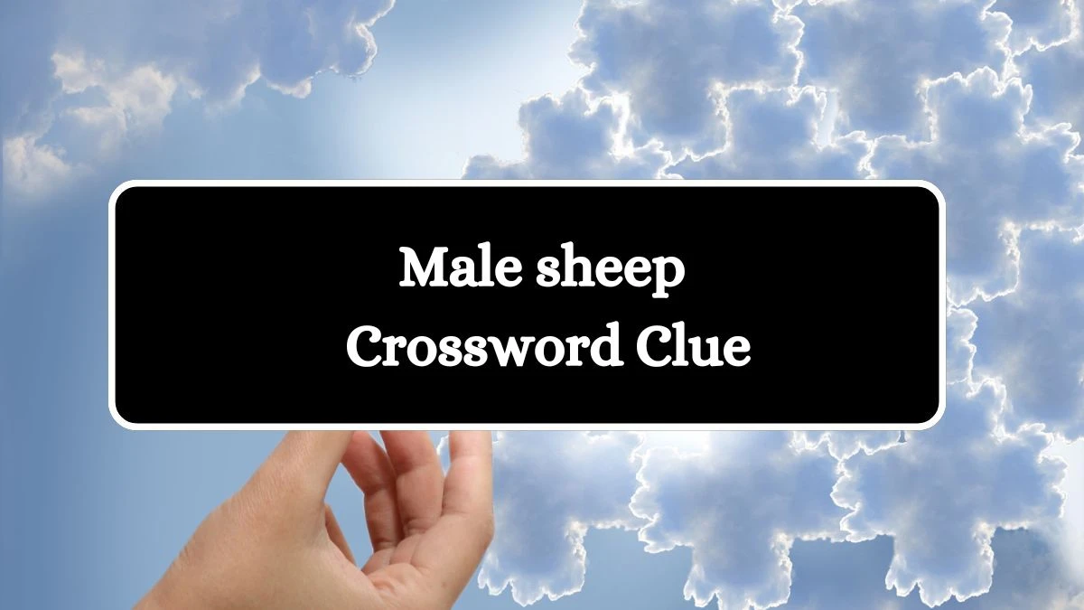 USA Today Male sheep Crossword Clue Puzzle Answer from July 31, 2024