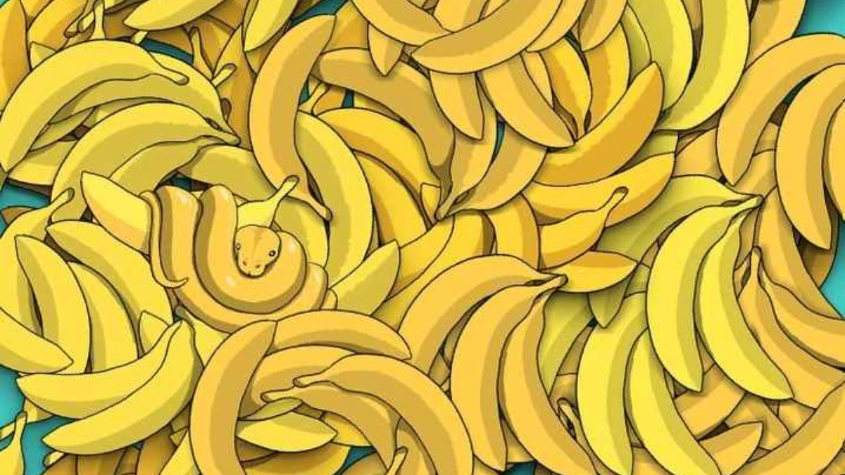 Optical Illusion Eye Test: Only Sharp Eyes Can Spot the Hidden Snake Among Bananas In The Picture Within 5 Secs?