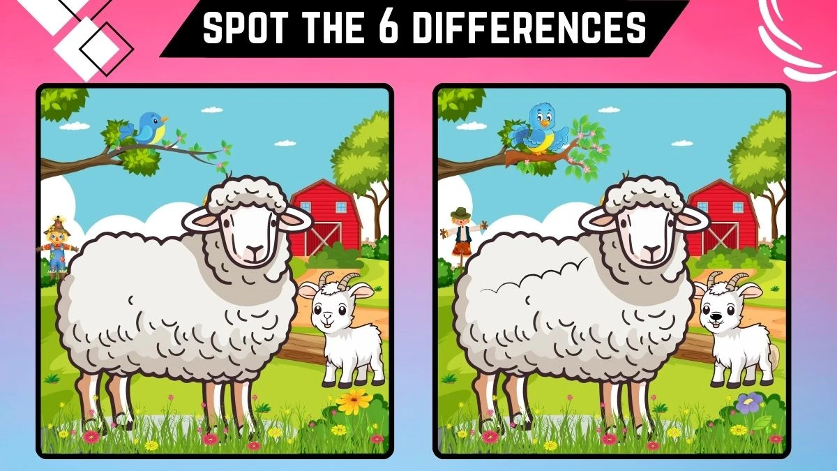 Optical Illusion Spot the Difference Picture Puzzle Game: Only People with Extra Sharp Eyes Can Spot the 6 Differences in this Sheep and Goat Image in 18 Secs