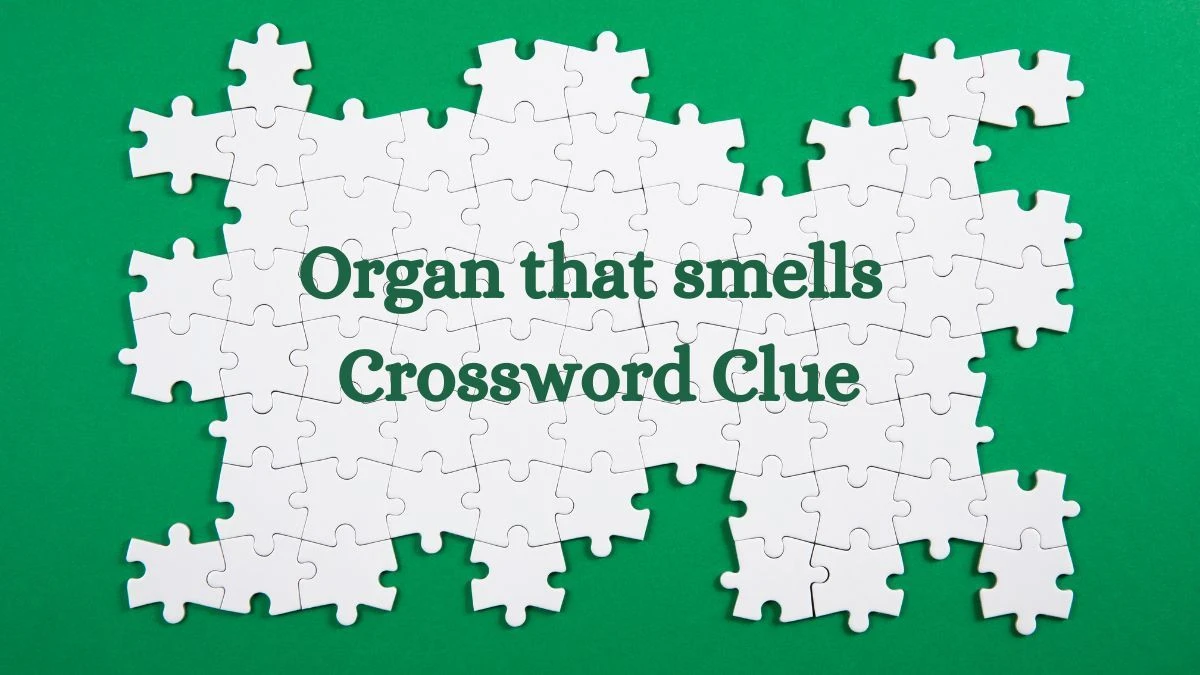 Organ that smells Daily Commuter Crossword Clue Puzzle Answer from July 17, 2024