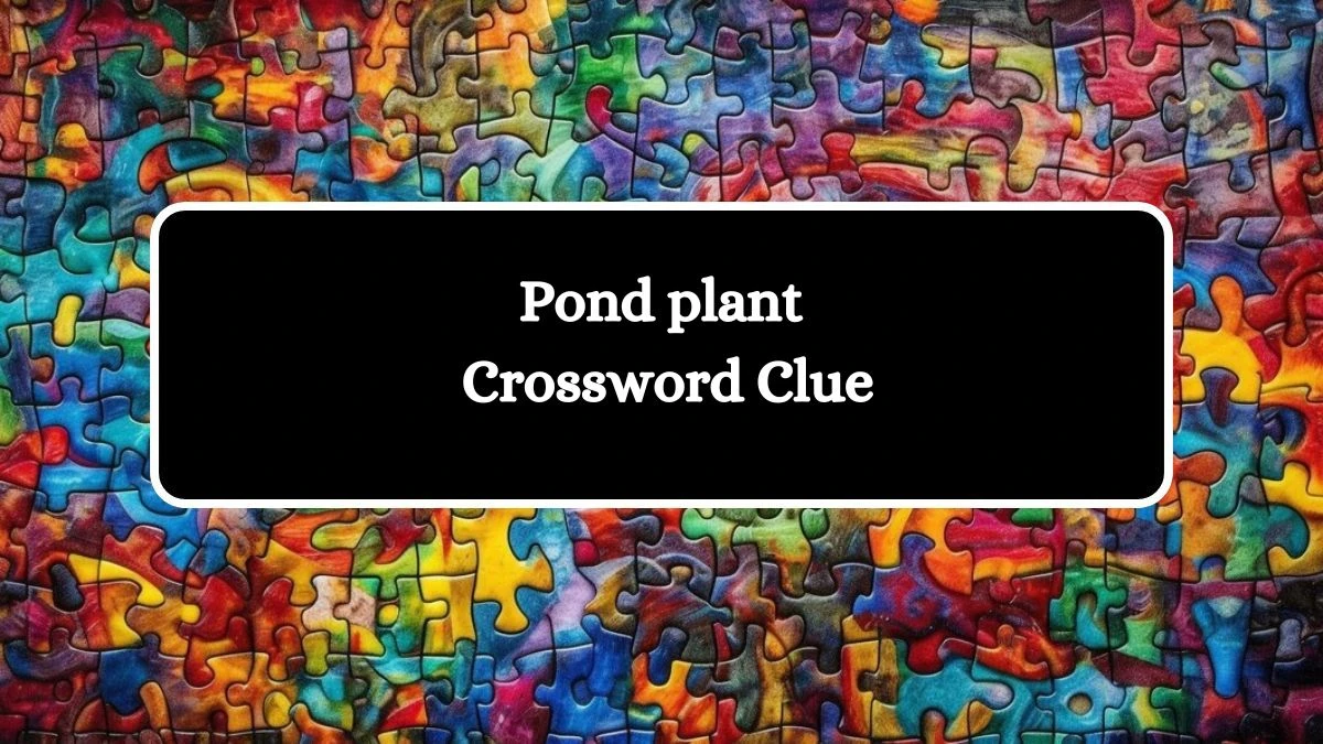 LA Times Pond plant Crossword Clue Puzzle Answer from July 27, 2024