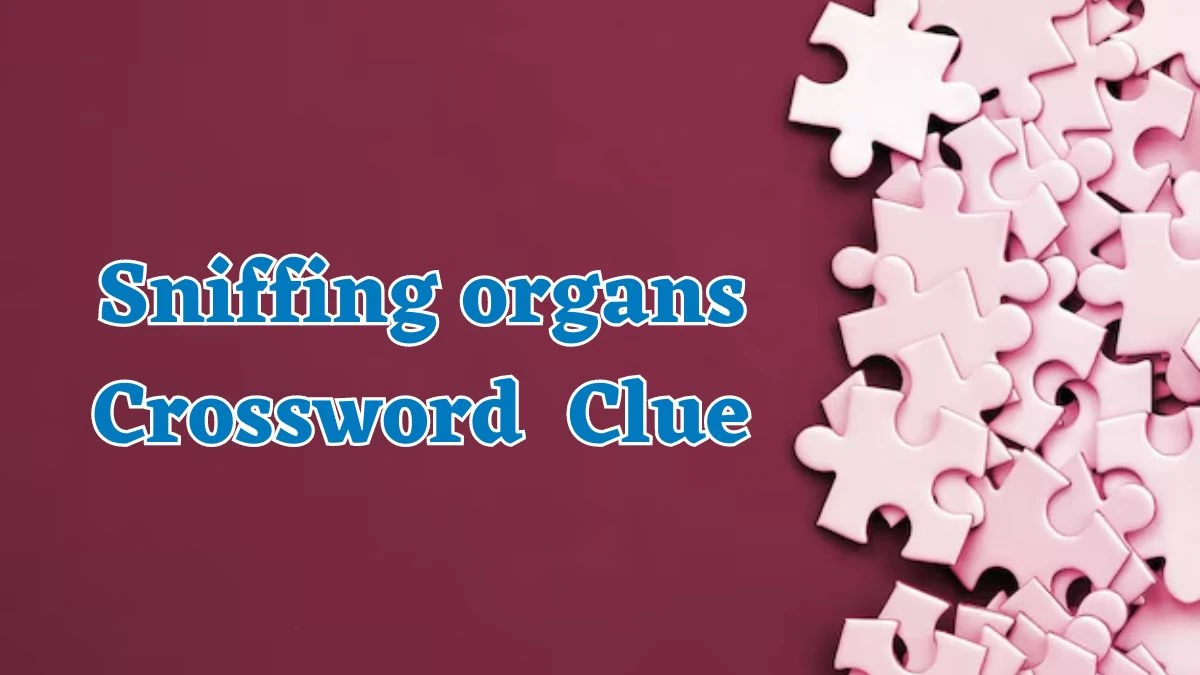 Sniffing organs Daily Themed Crossword Clue Puzzle Answer from July 25, 2024