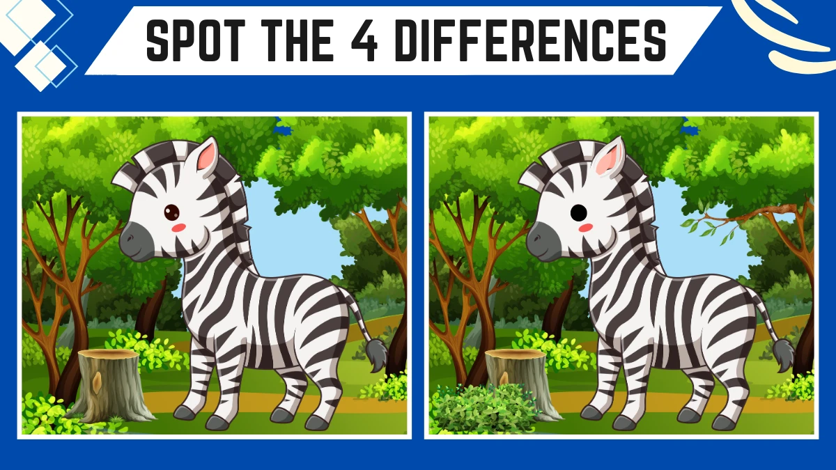 Spot the 4 Differences: Only 50/50 Vision People Can Spot the 4 Differences in this Zebra Image in 12 Secs