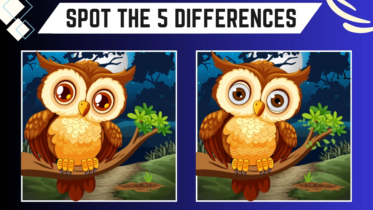 Spot the 5 Differences: Only 50/50 Vision People Can Spot the 5 Differences in this Owl Image in 15 Secs