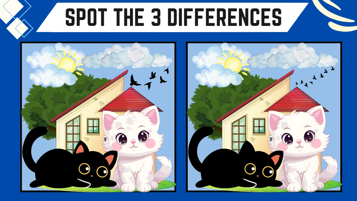 Spot the Difference Game: Only 10/10 Vision Can Spot the 3 Differences in this Black Cat and White Cat Image in 8 Secs