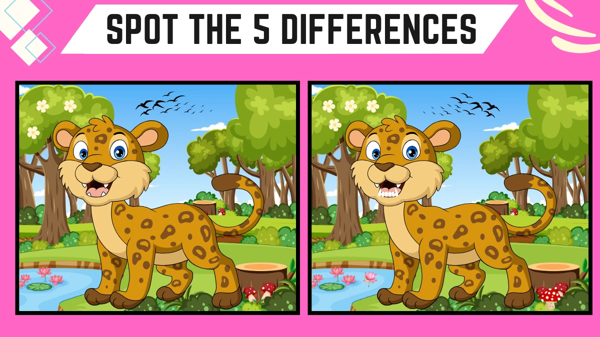 Spot the Difference Game: Only 50/50 Vision People Can Spot the 5 Differences in this Baby Cheetah Image in 14 Secs