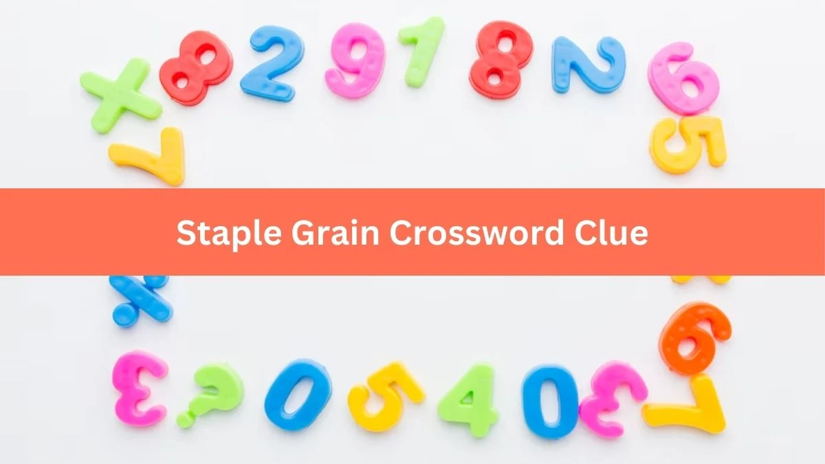 Staple Grain Daily Commuter Crossword Clue Puzzle Answer from July 08, 2024