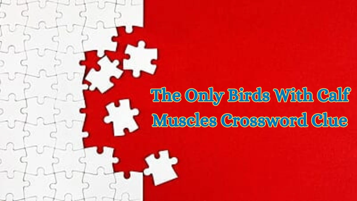 USA Today The Only Birds With Calf Muscles Crossword Clue Puzzle Answer from July 03, 2024