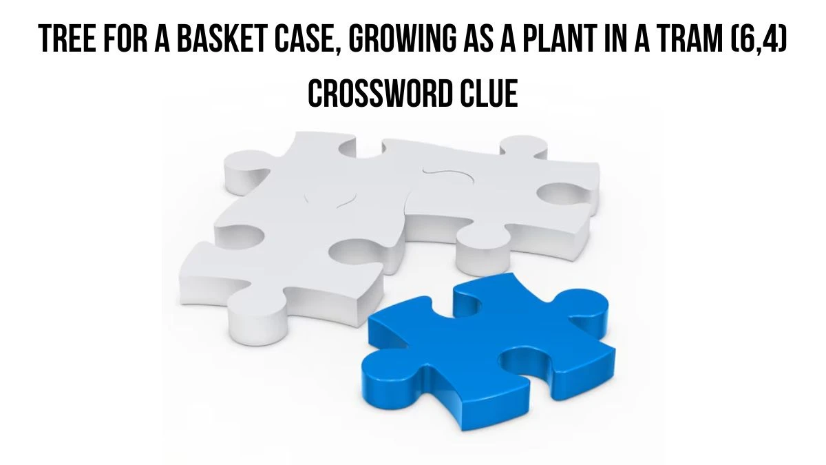 Tree for a basket case, growing as a plant in a tram (6,4) Crossword Clue Puzzle Answer from July 19, 2024