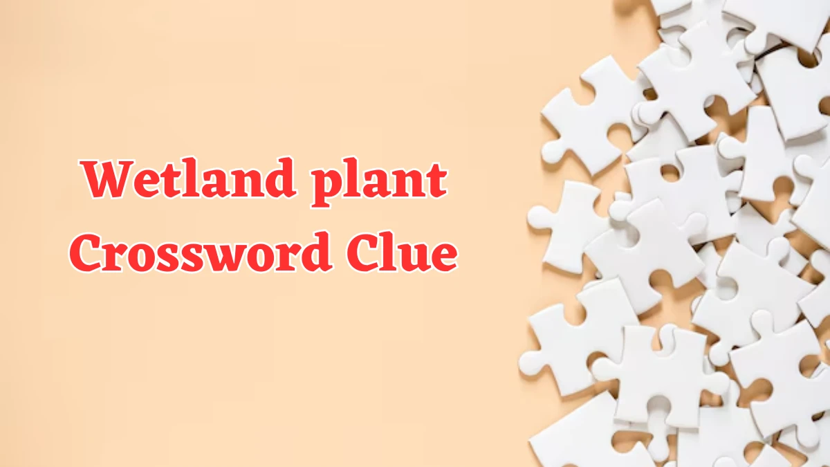 USA Today Wetland plant Crossword Clue Puzzle Answer from July 30, 2024