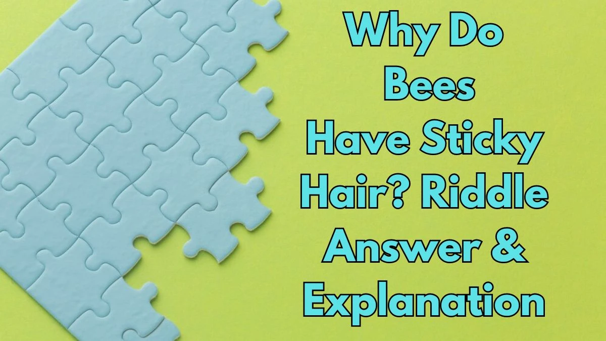 Why Do Bees Have Sticky Hair? Riddle Answer Explained