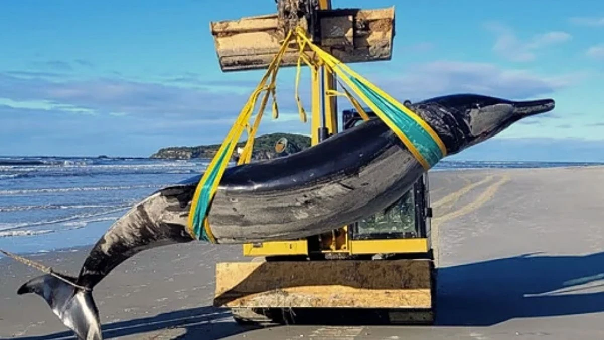 World Rarest Spade Toothed Whale Found on New Zealand Beach