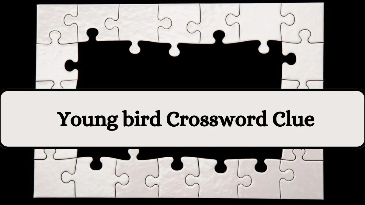 Young bird Irish Daily Mail Quick Crossword Clue Puzzle Answer from July 02, 2024