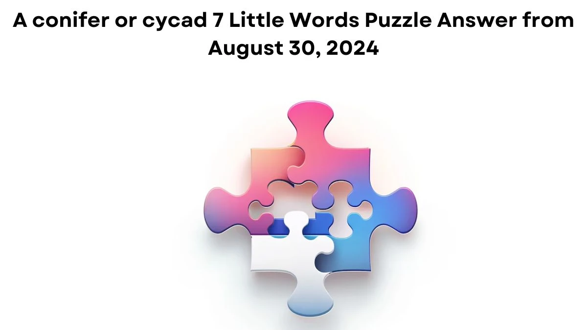 A conifer or cycad 7 Little Words Puzzle Answer from August 30, 2024