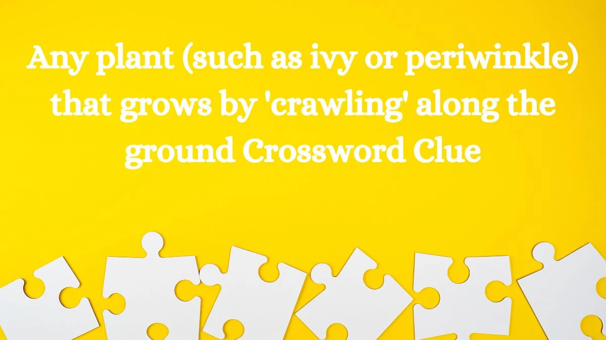 Any plant (such as ivy or periwinkle) that grows by 'crawling' along the ground Crossword Clue Puzzle Answer from August 03, 2024