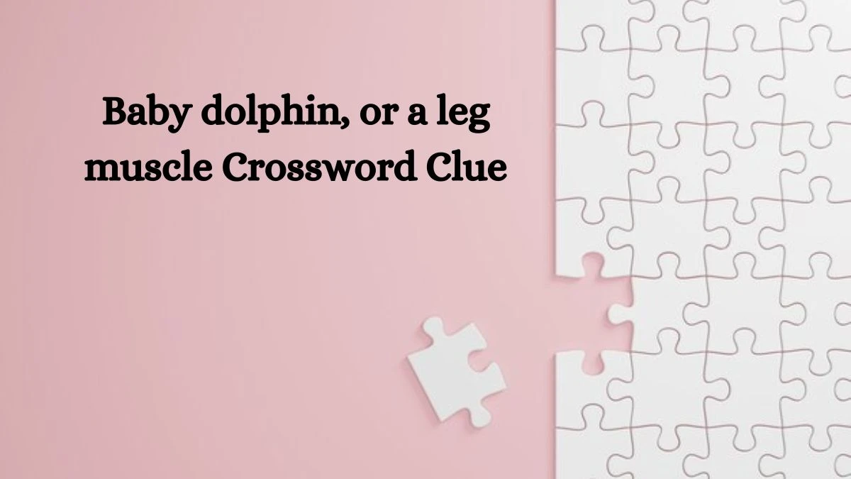 USA Today Baby dolphin, or a leg muscle Crossword Clue Puzzle Answer from August 07, 2024