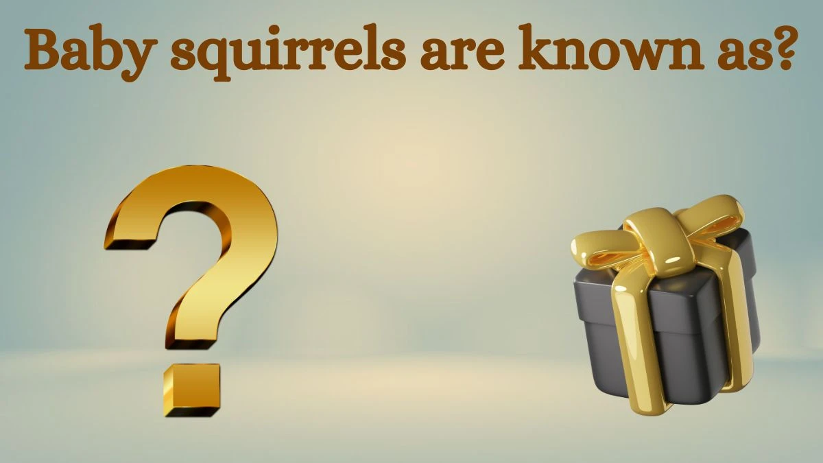 Baby squirrels are known as? Amazon Quiz Answer Today August 14, 2024