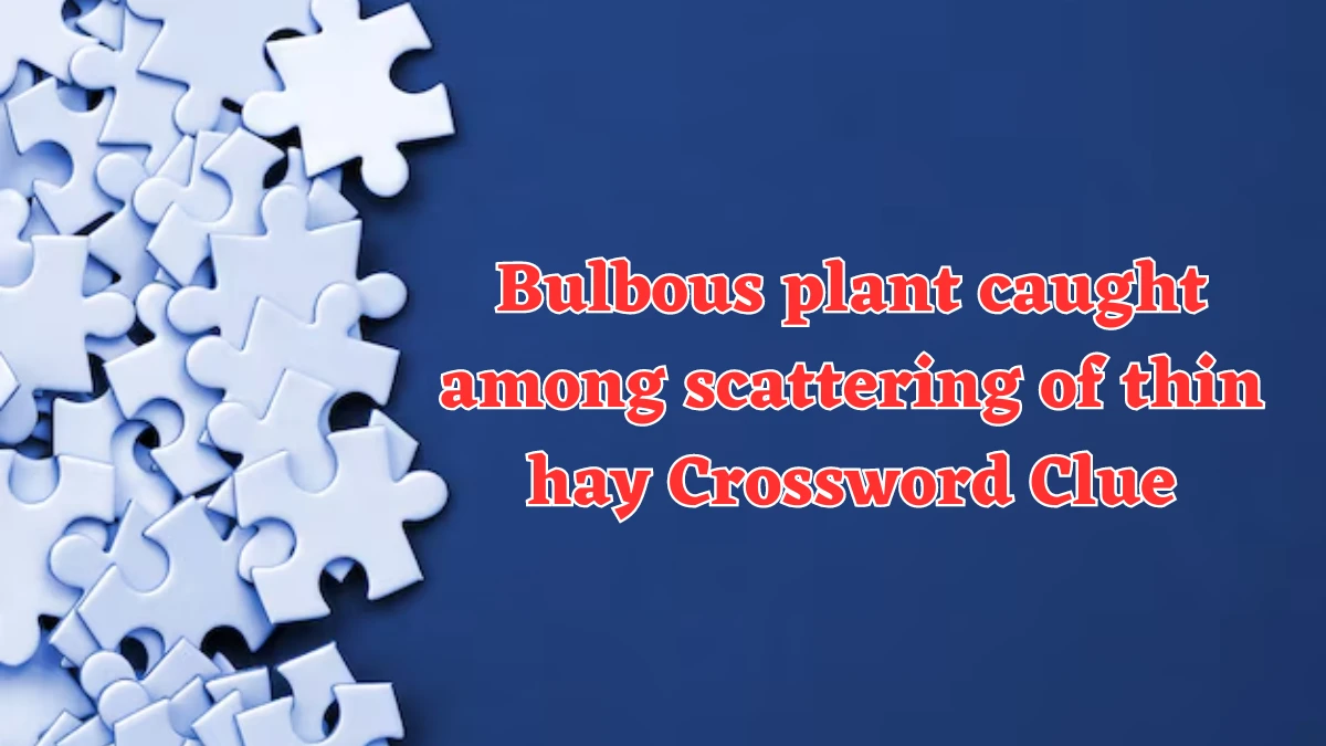 Bulbous plant caught among scattering of thin hay Crossword Clue Puzzle Answer from August 06, 2024