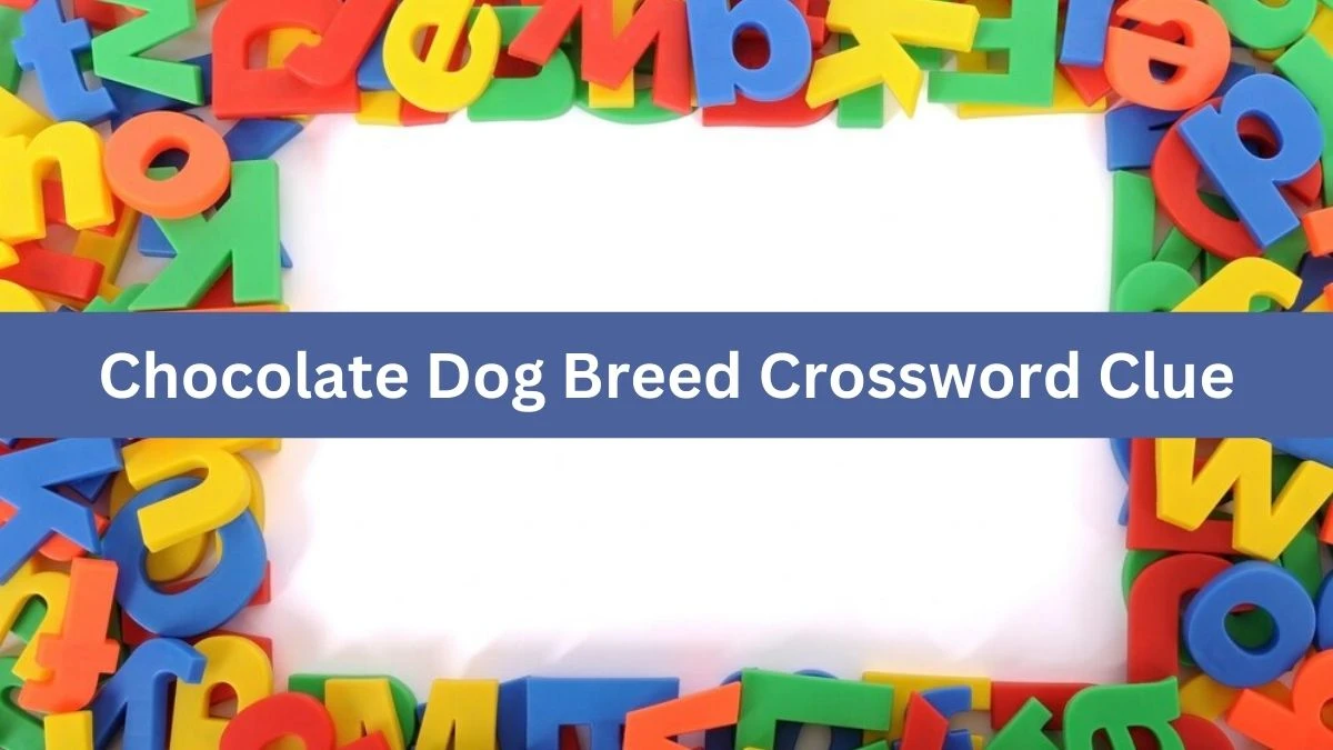 USA Today Chocolate Dog Breed Crossword Clue Puzzle Answer from August 03, 2024