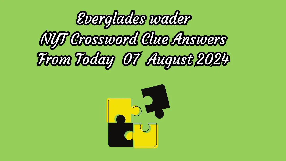 Everglades wader NYT Crossword Clue Puzzle Answer from August 07, 2024