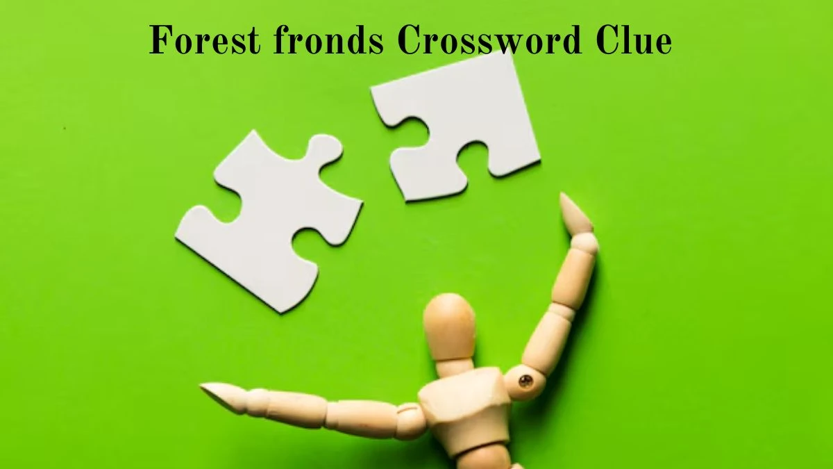 LA Times Forest fronds Crossword Clue Puzzle Answer from August 04, 2024