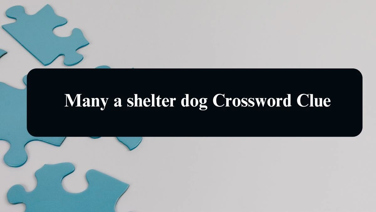 LA Times Many a shelter dog Crossword Puzzle Answer from August 16, 2024