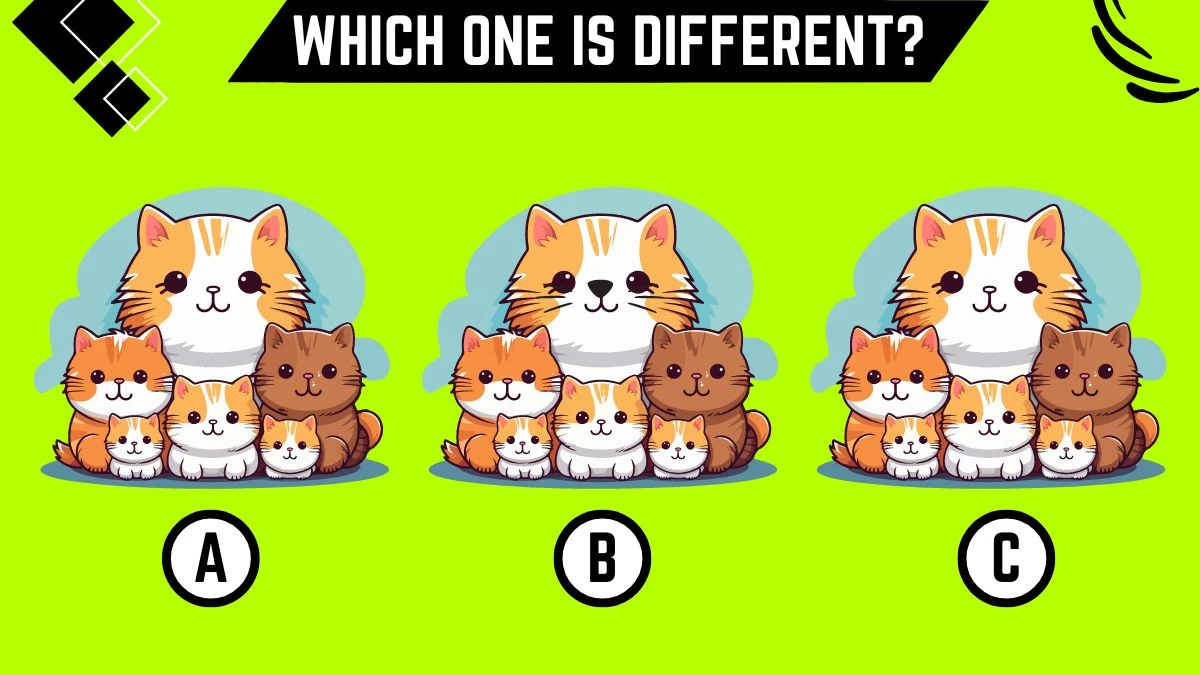 Observation Brain Challenge: Only People with 8K Vision Can Spot the Different Cat in 9 Secs