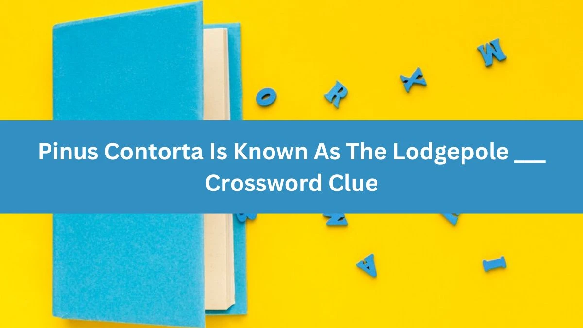 Pinus Contorta Is Known As The Lodgepole ___ Crossword Clue Puzzle Answer from August 03, 2024