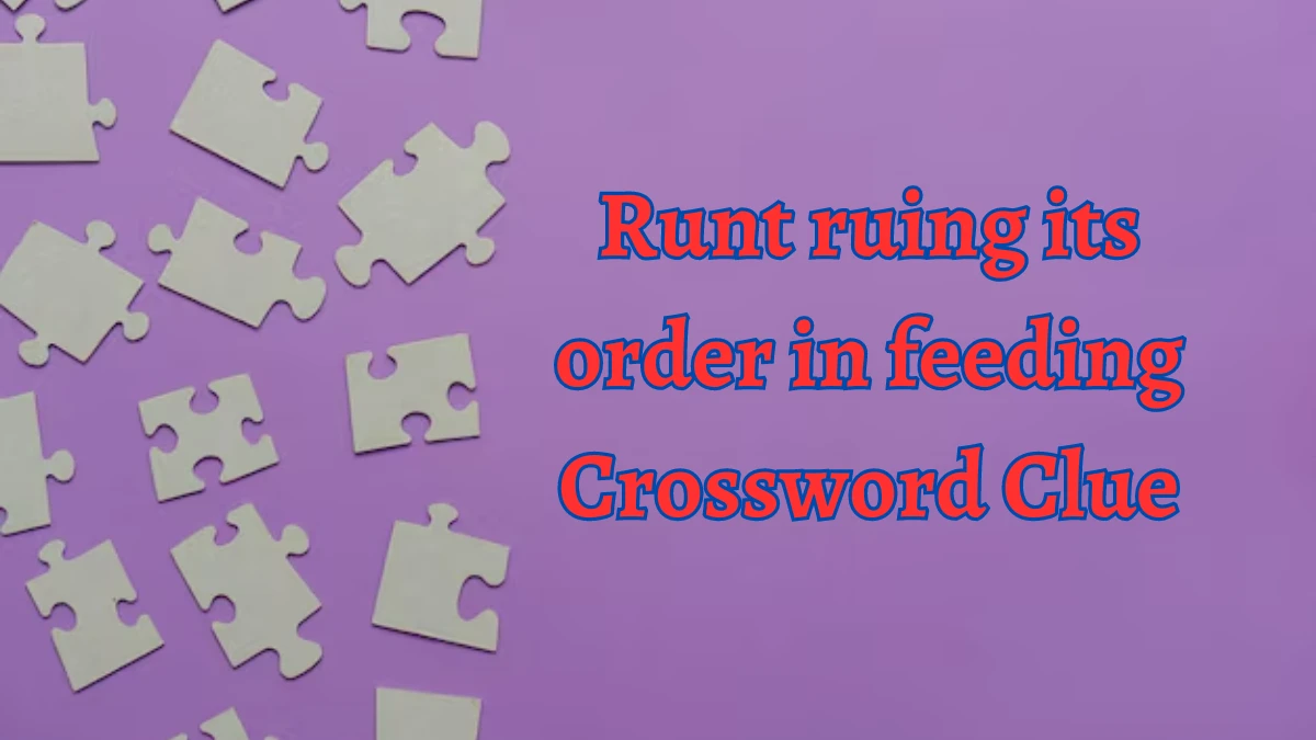 Runt ruing its order in feeding Crossword Clue Puzzle Answer from August 10, 2024