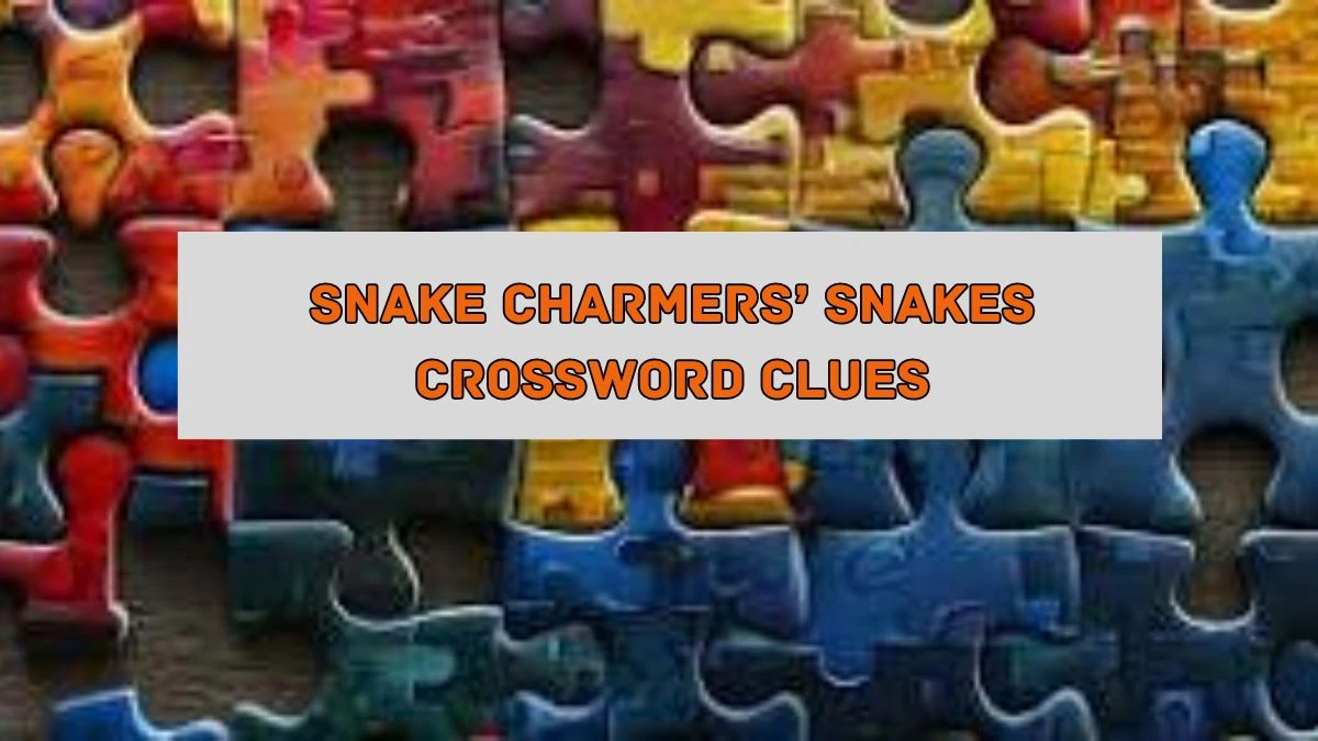 Snake charmers’ snakes NYT Crossword Clue Puzzle Answer on August 05, 2024