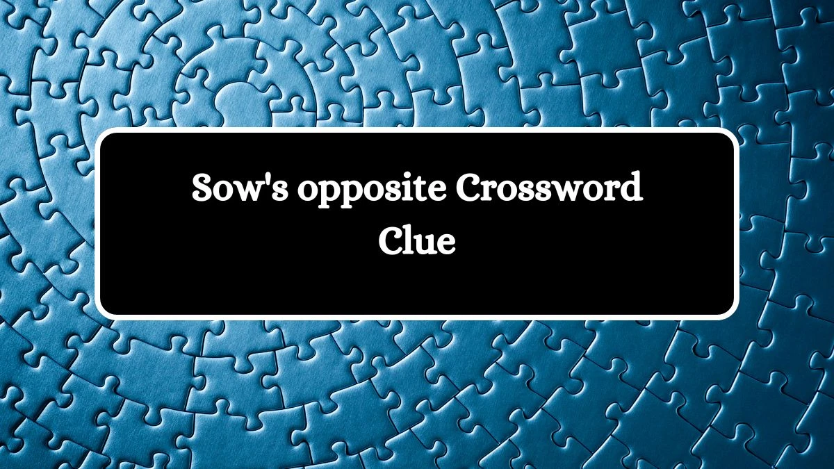 LA Times Sow's opposite Crossword Clue Puzzle Answer from August 21, 2024