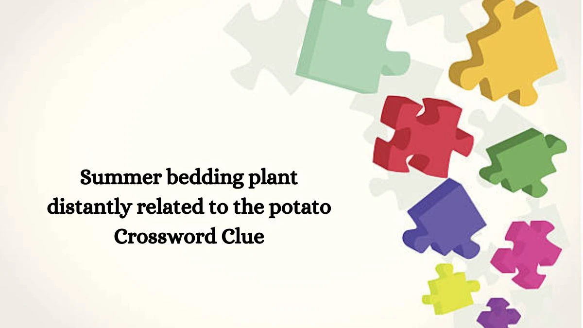 Summer bedding plant distantly related to the potato Crossword Clue Puzzle Answer from August 03, 2024