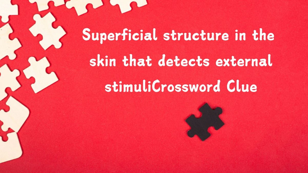 Superficial structure in the skin that detects external stimuli (5,3) Crossword Clue Puzzle Answer from August 05, 2024