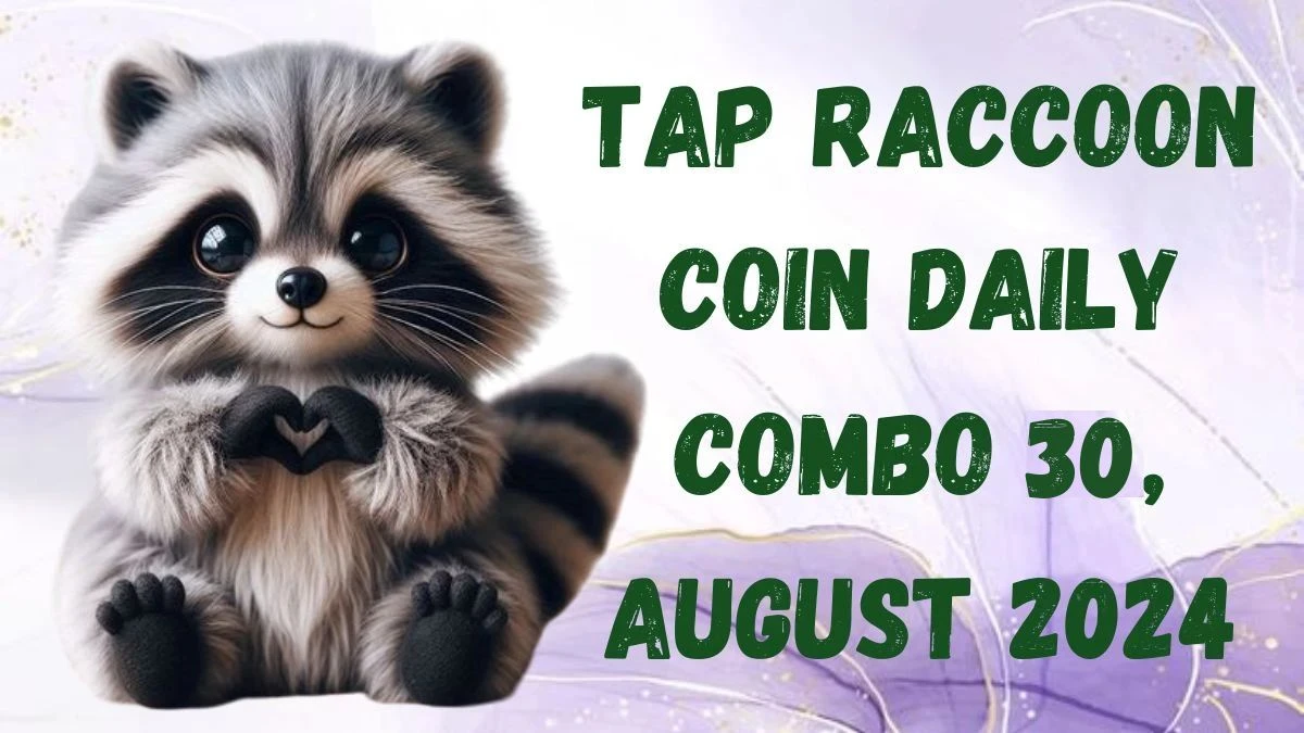 Tap Raccoon Coin Daily Combo 30, August 2024