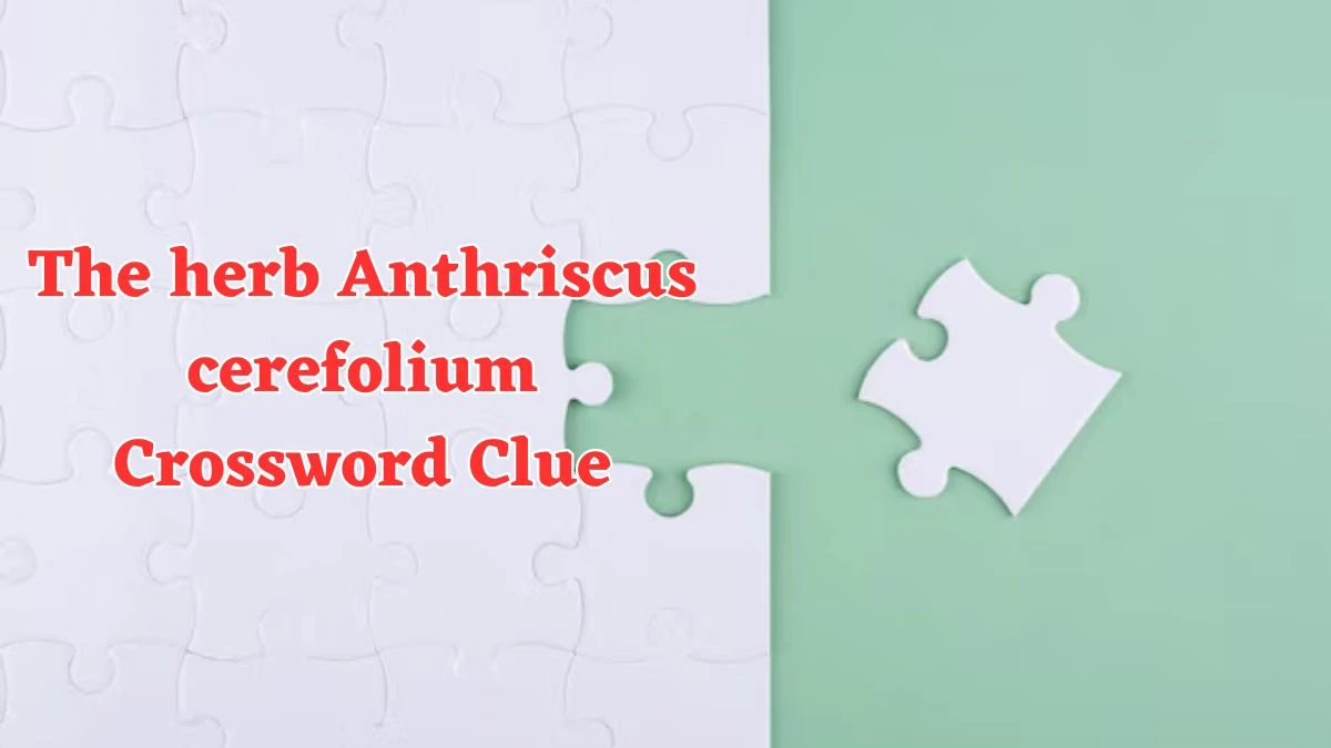 The herb Anthriscus cerefolium Crossword Clue Answers on August 03, 2024