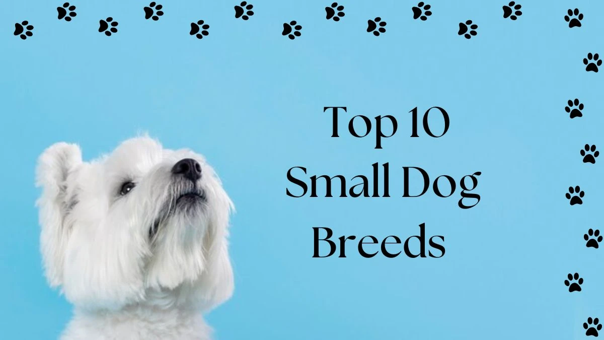 Top 10 Small Dog Breeds