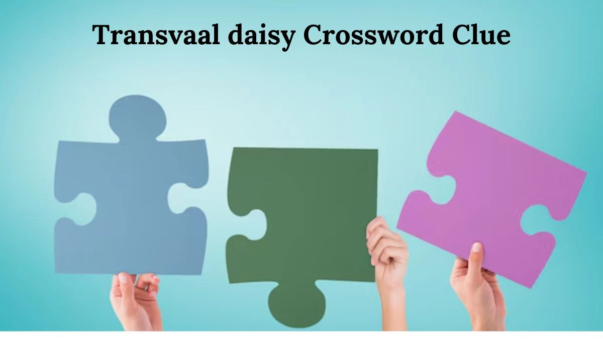 Transvaal daisy 7 Little Words Puzzle Answer from August 02, 2024