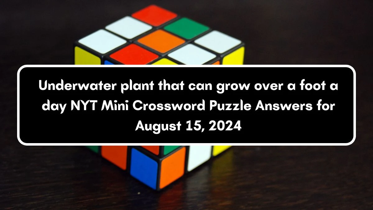 NYT Underwater plant that can grow over a foot a day Crossword Clue Puzzle Answer from August 15, 2024