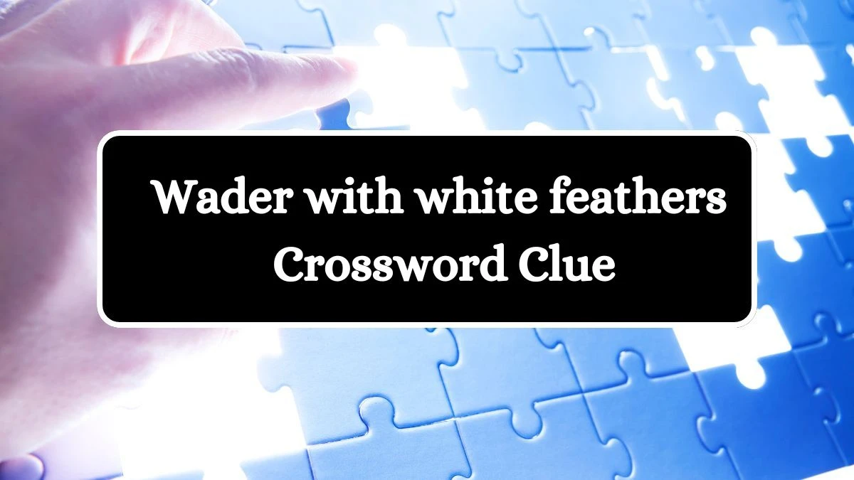 Universal Wader with white feathers Crossword Clue Puzzle Answer from August 06, 2024