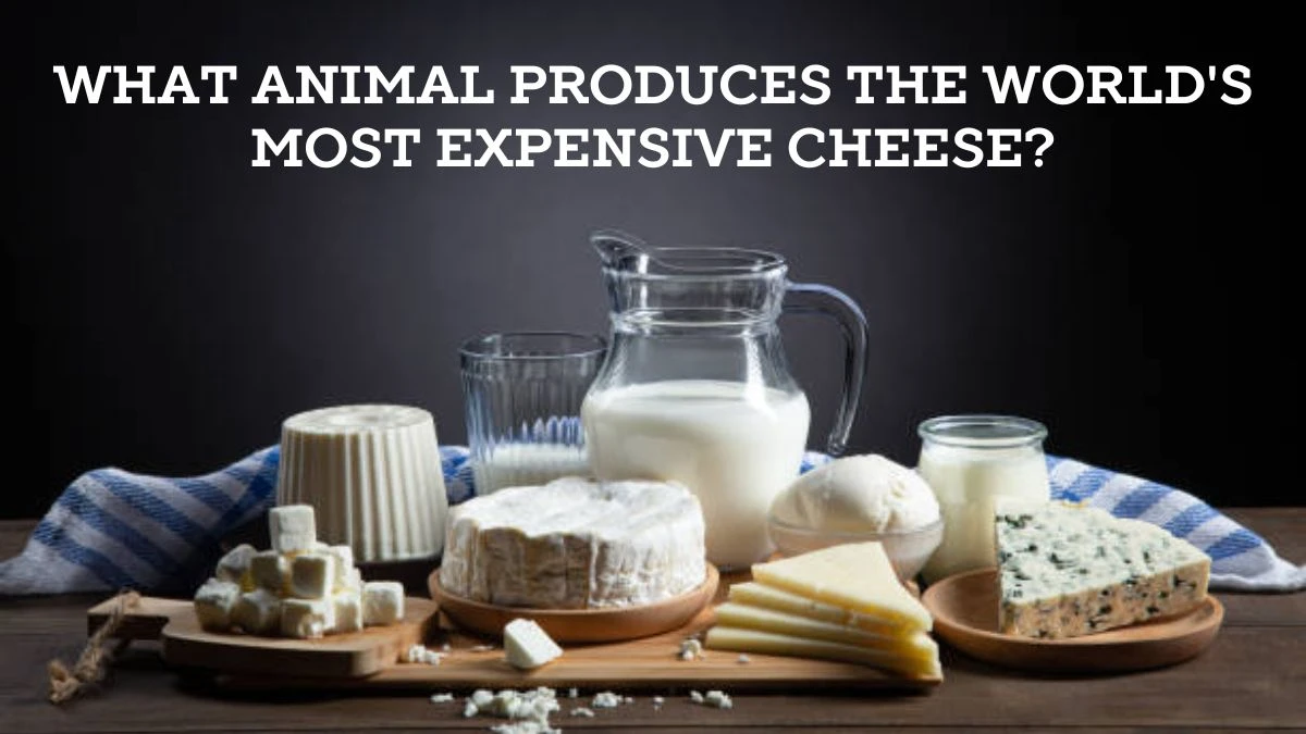 What Animal Produces the World's Most Expensive Cheese? Unbelievable Twist!