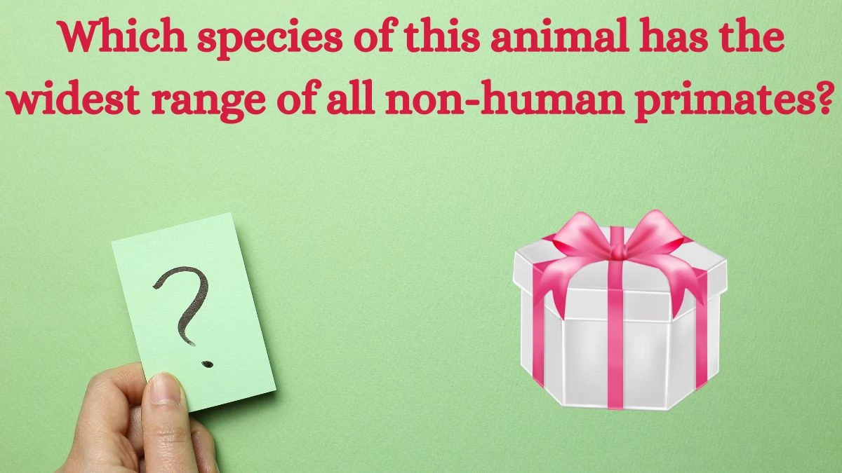 Which species of this animal has the widest range of all non-human primates? Amazon Quiz Answer Today August 12, 2024