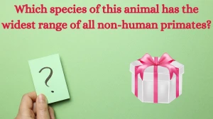 Which species of this animal has the widest range of all non-human primates? Amazon Quiz Answer Today August 12, 2024