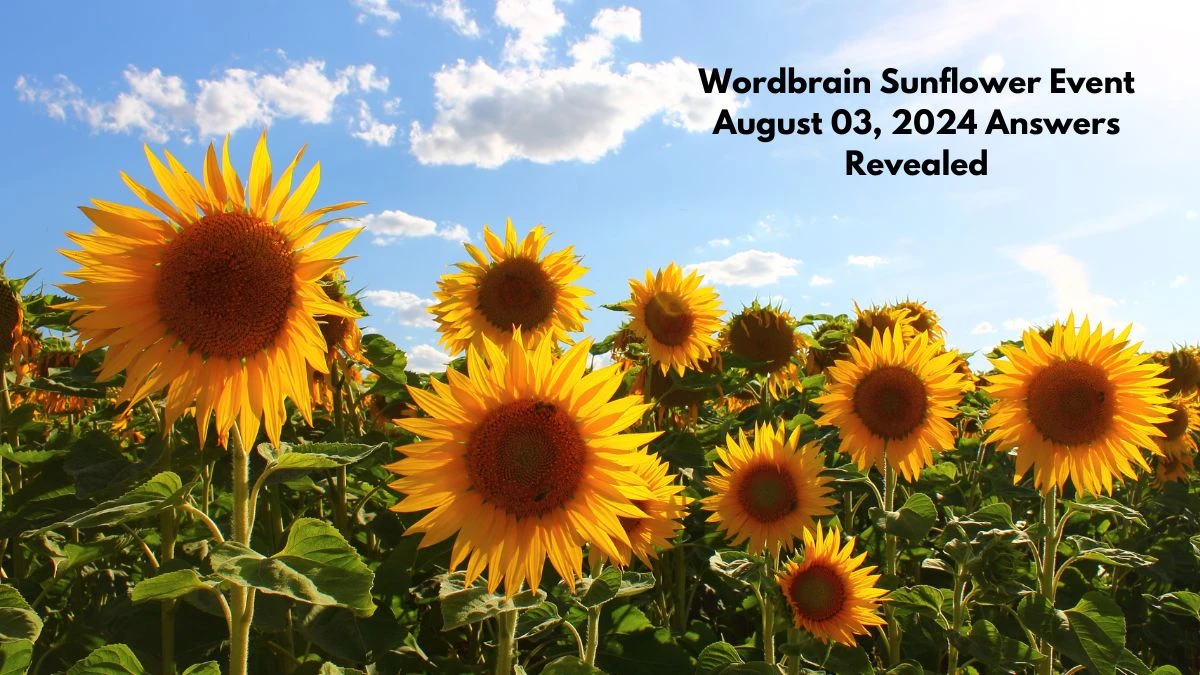 Wordbrain Sunflower Event August 03, 2024 Answers Revealed