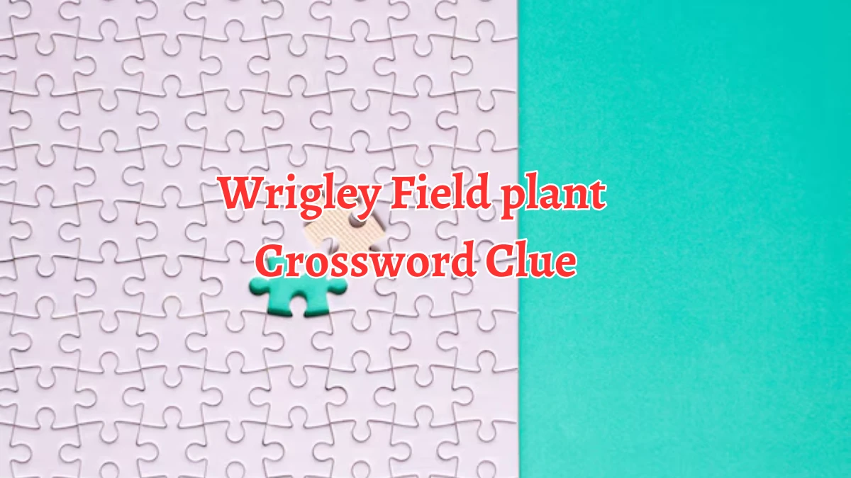 LA Times Wrigley Field plant Crossword Clue Puzzle Answer from August 21, 2024