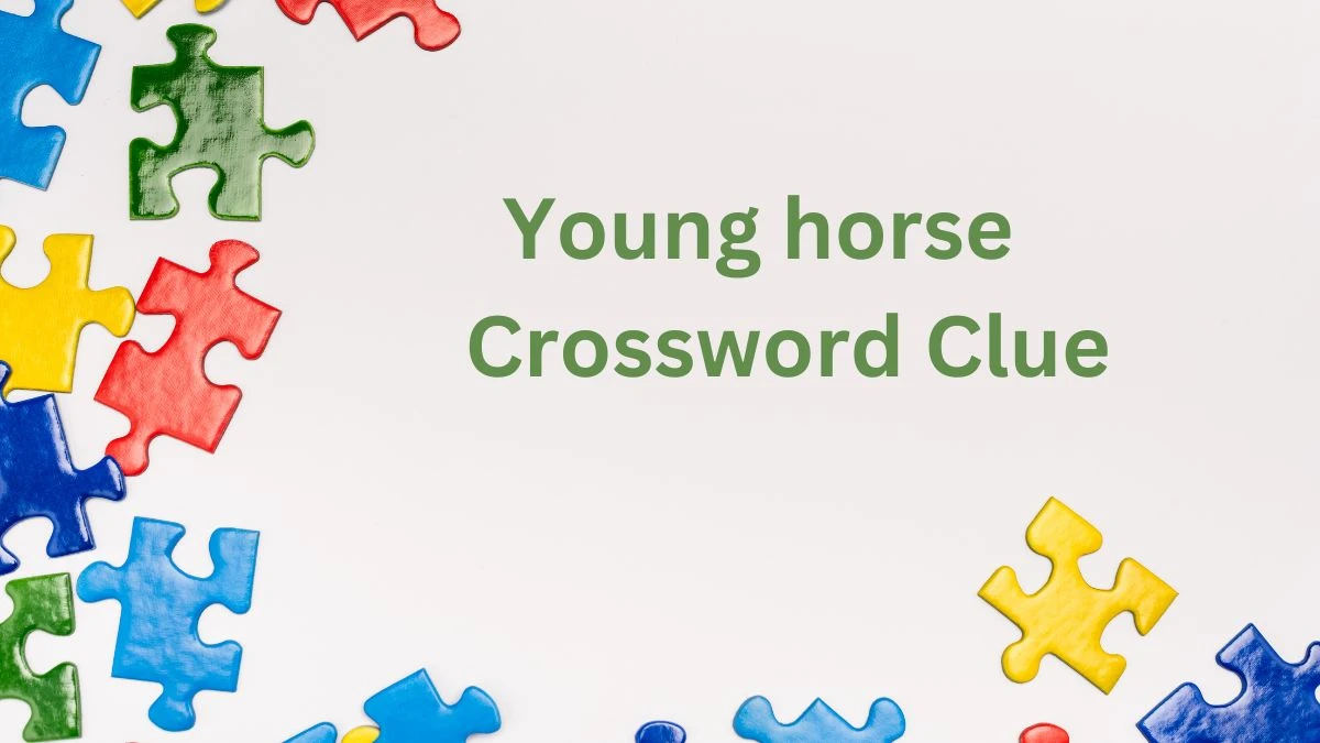 Young horse NYT Crossword Clue Puzzle Answer from August 05, 2024