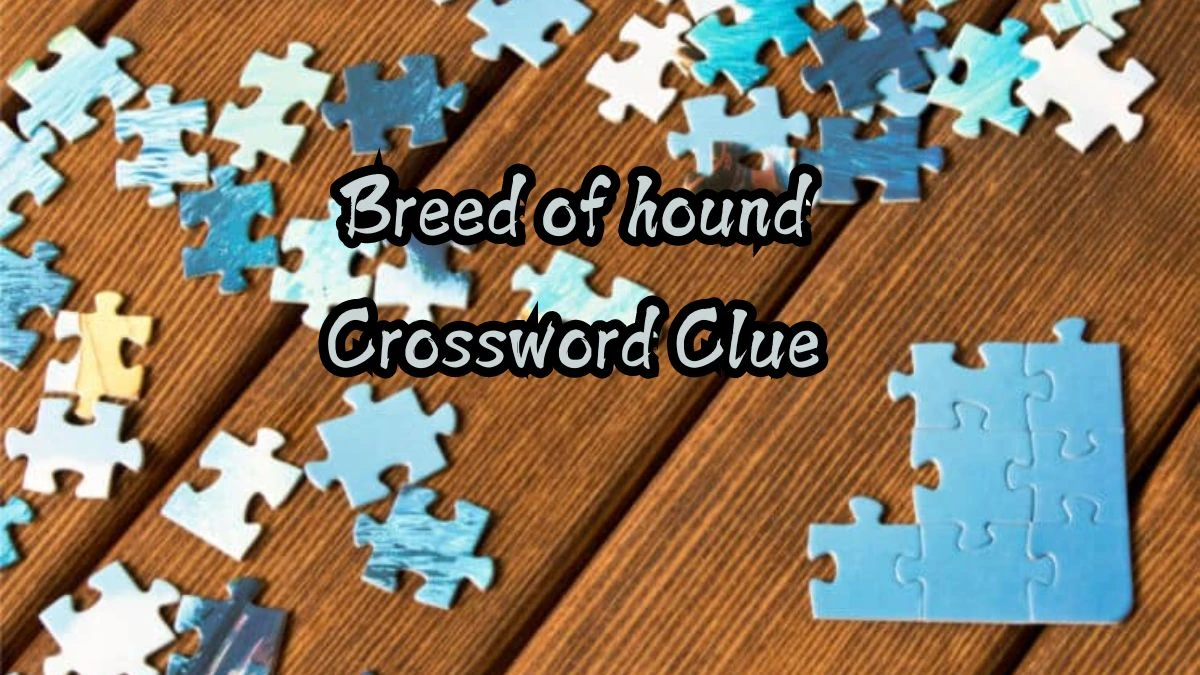 Breed of hound 6 Letters Crossword Clue Puzzle Answer from September 16, 2024