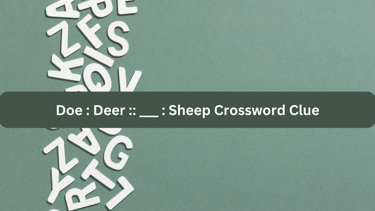 Doe : Deer :: ___ : Sheep NYT Crossword Clue Puzzle Answer from September 24, 2024