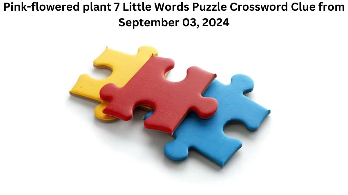 Pink-flowered plant 7 Little Words Puzzle Answer from September 03, 2024