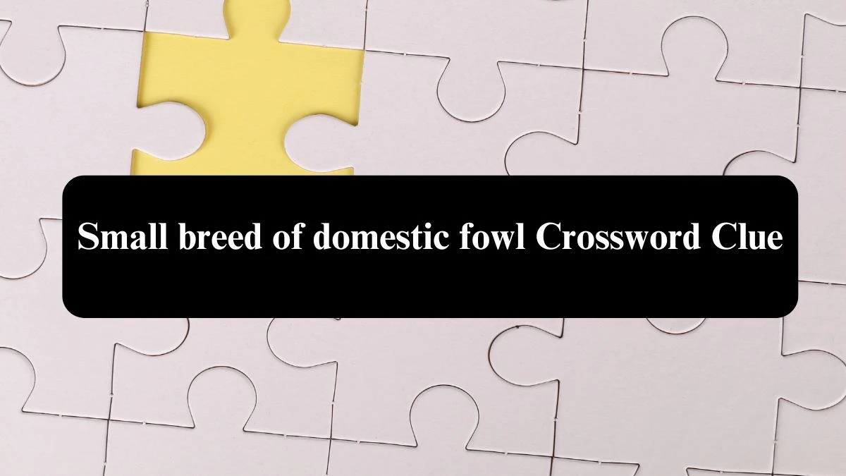 Irish Daily Mail Quick Small breed of domestic fowl Crossword Clue Puzzle Answer from September 19, 2024